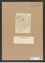 Actinocyclus ehrenbergii Ralfs. (de-Toni-Nr.: Genus 195, Species 4779) Zeichnungen Sammlung Grunow Nr. 8412 (NHMW-BOT-W0377854)
